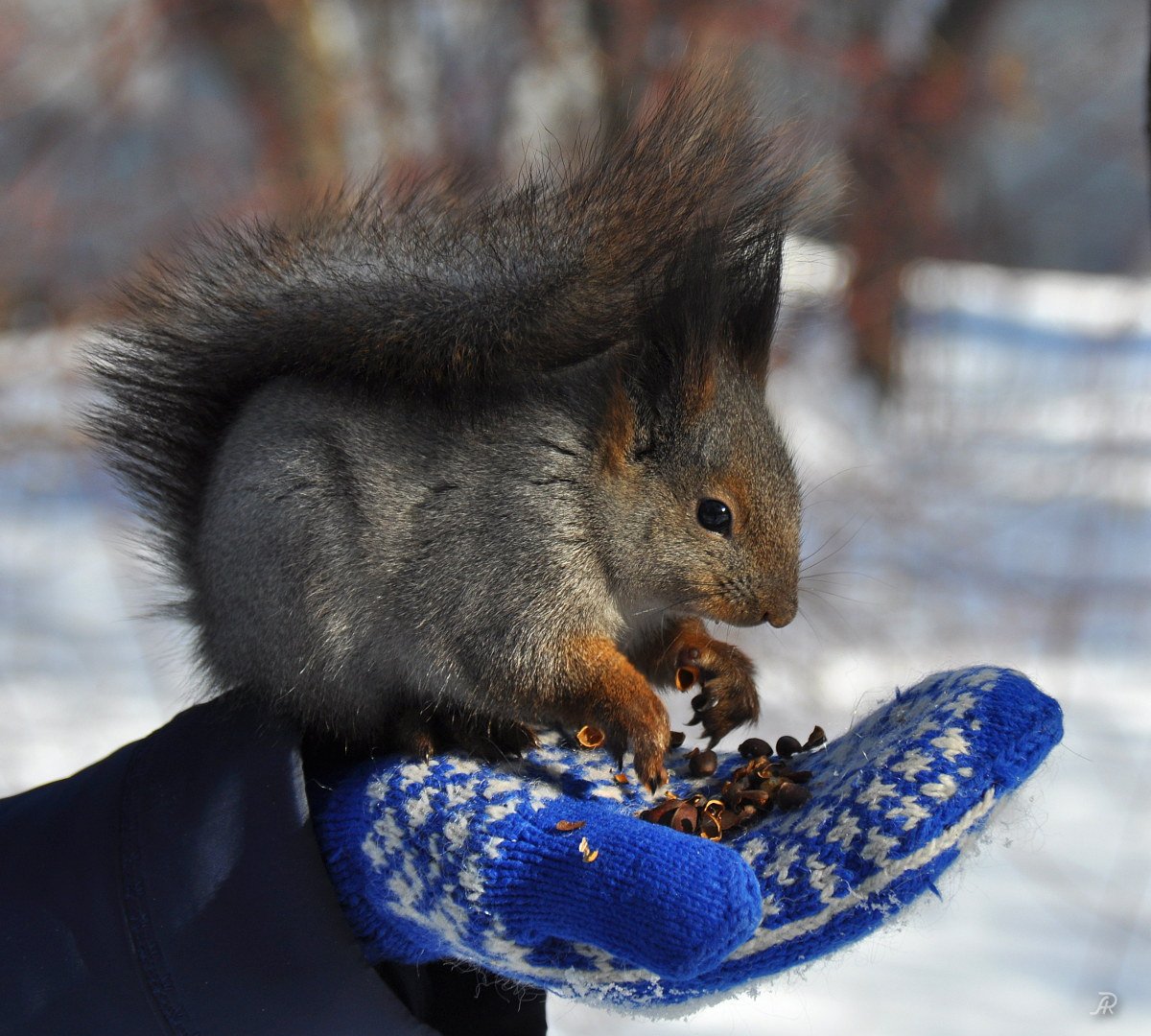 Белка в парке зима
