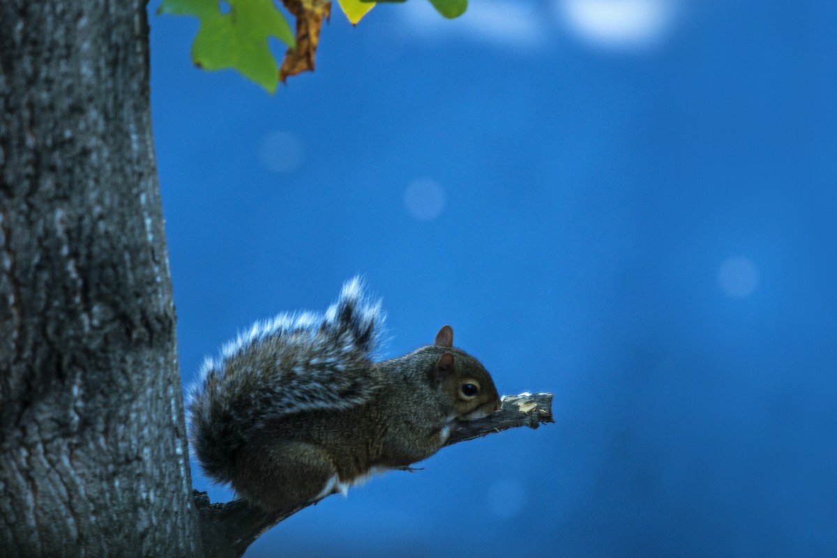 Синие белки животные