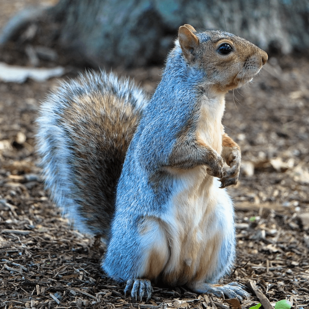 Королевская белка