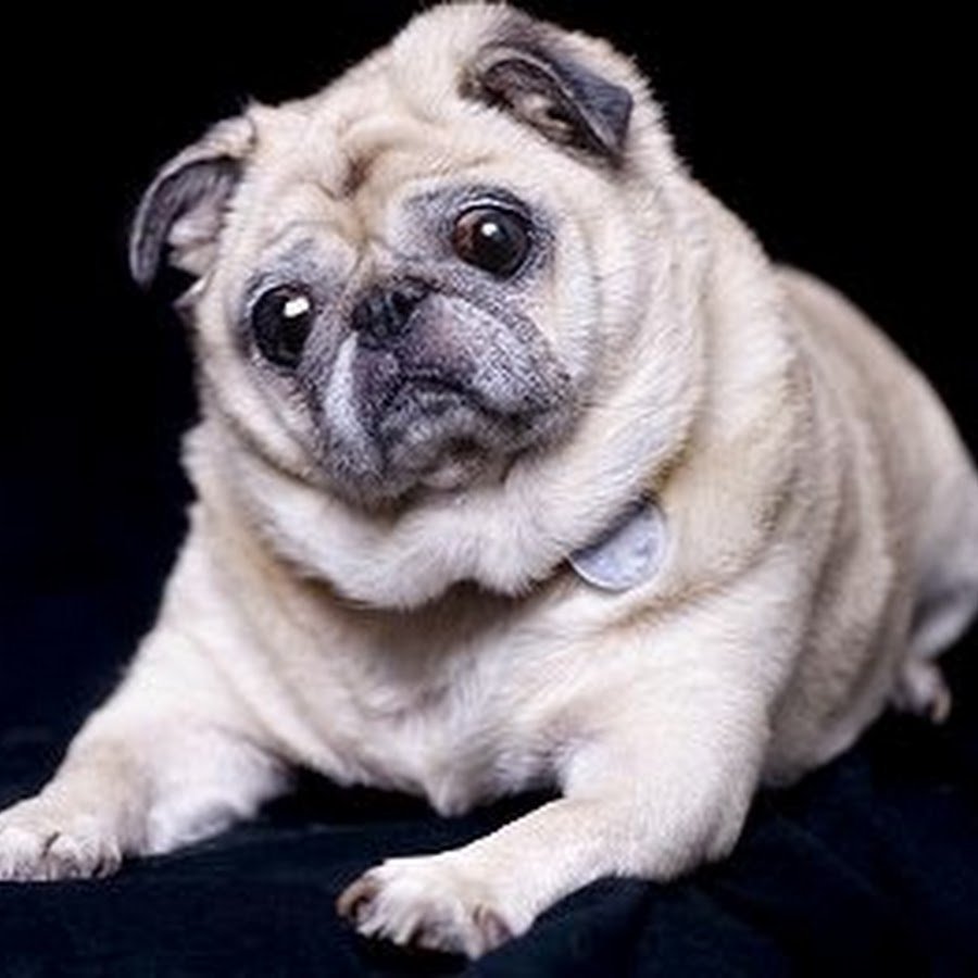 Брахицефалы собаки