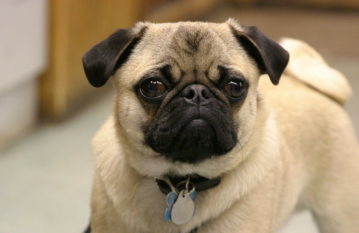 Мопс бульдог Пекинес