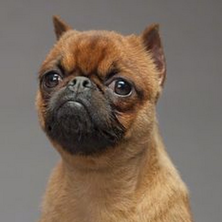 Брюссельский гриффон с мопсом