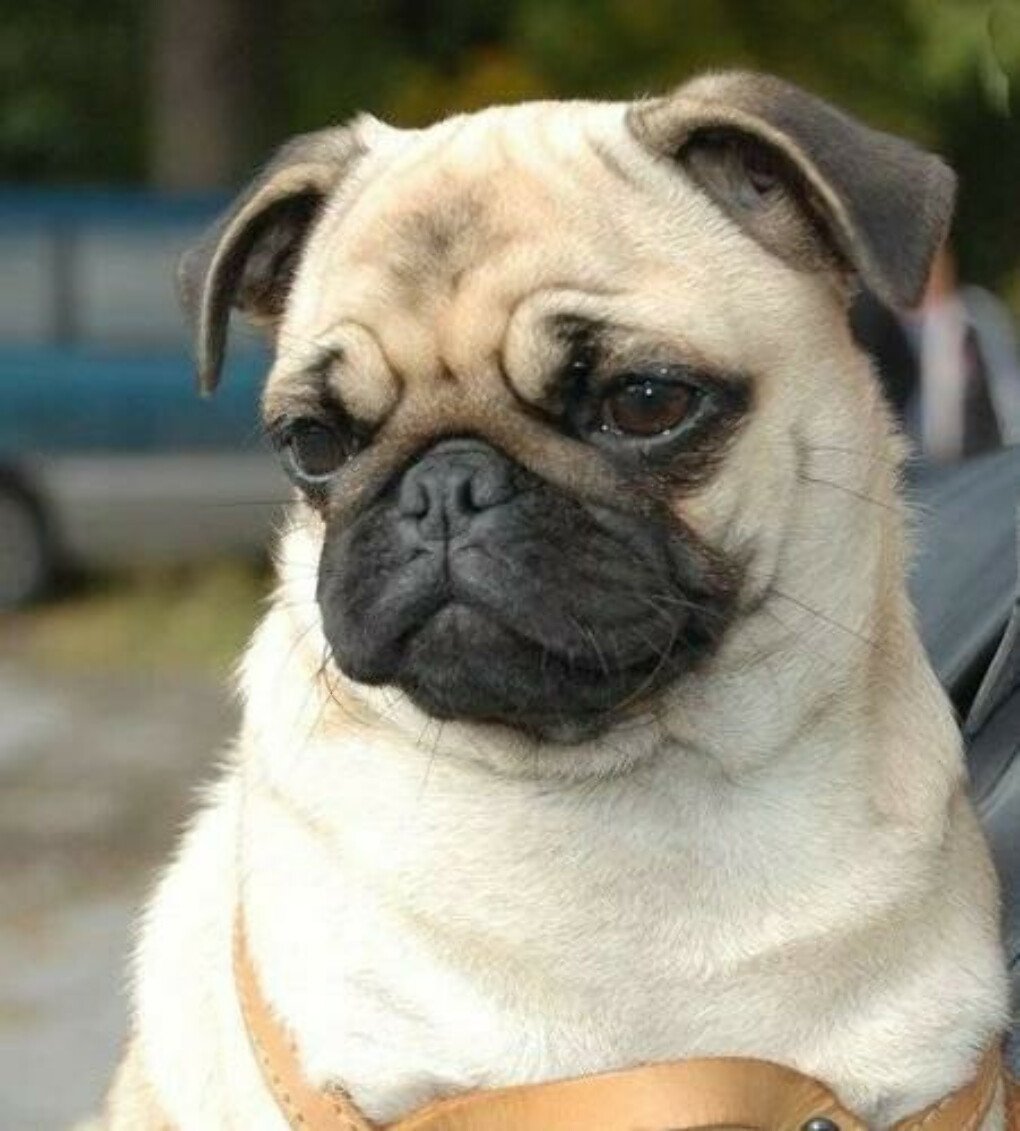 Брахицефалы собаки породы