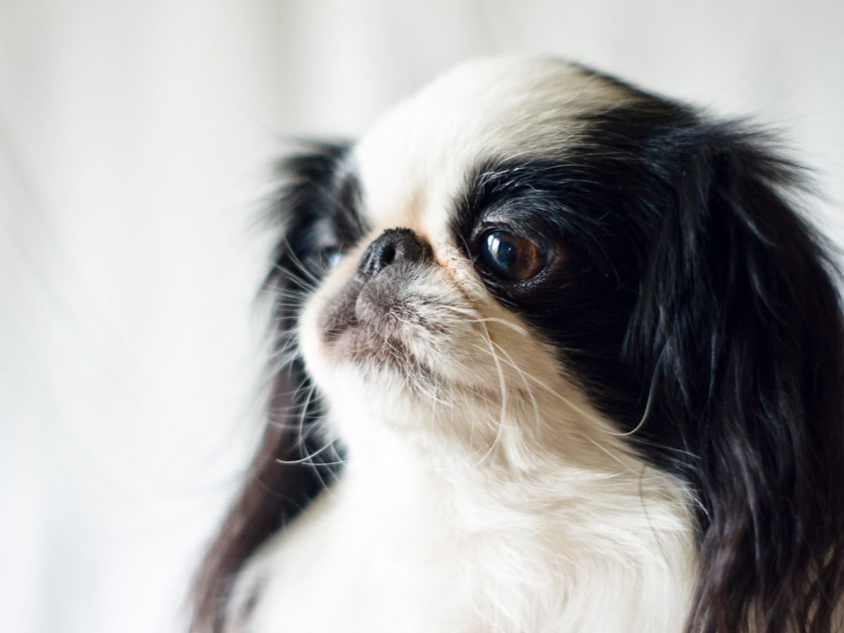 Порода собак японский Хин