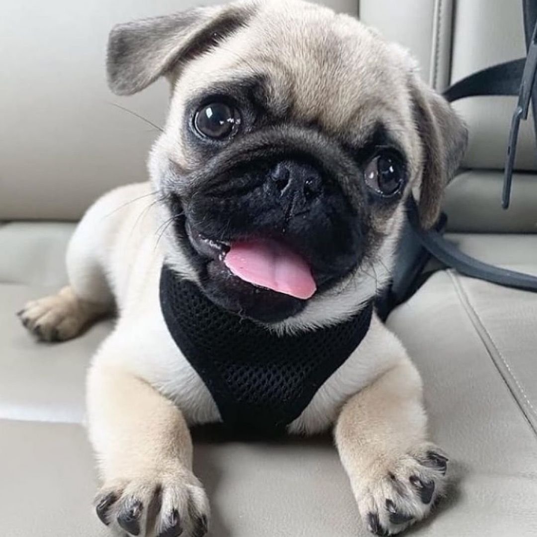 Собаки с плоской мордой