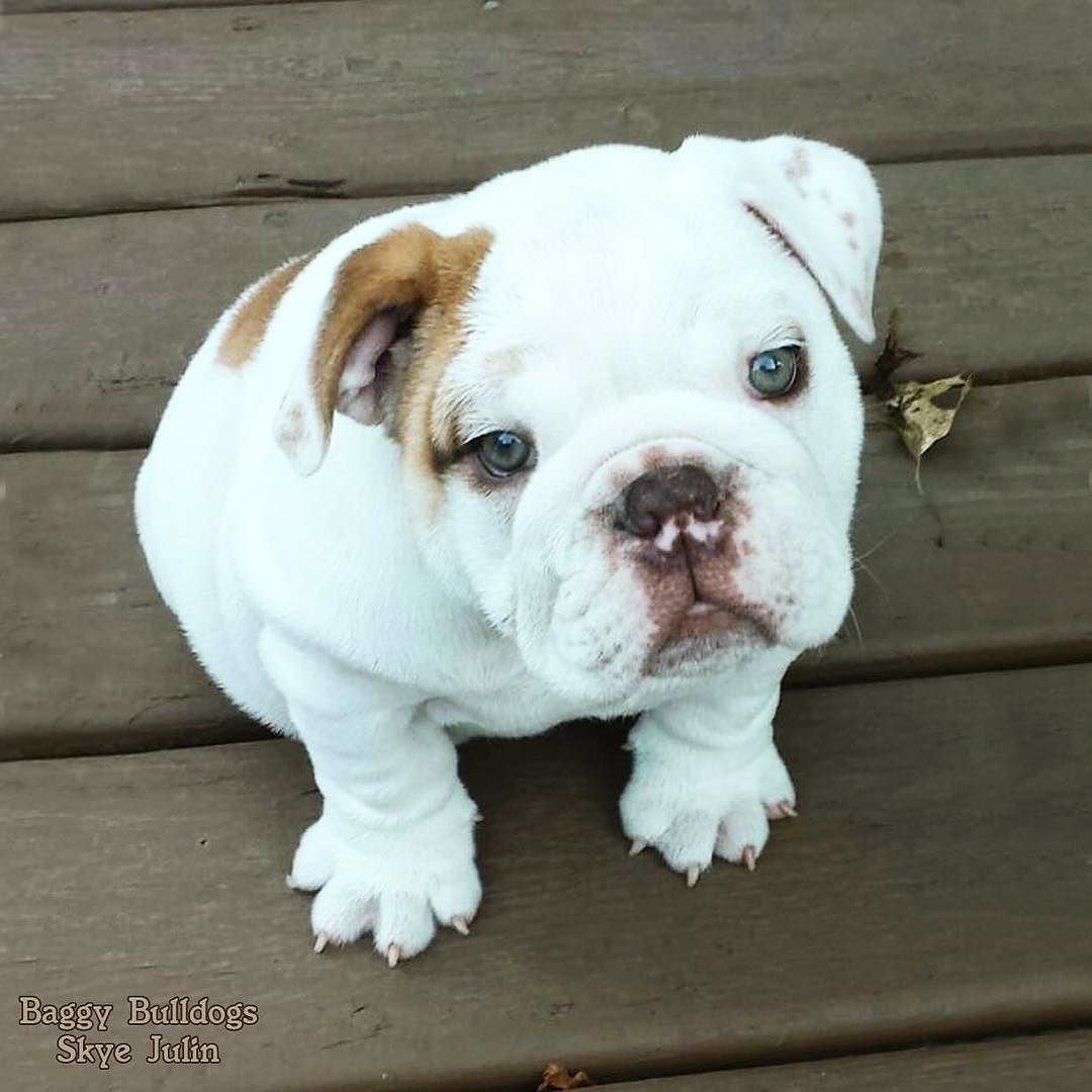 Белая собака с приплюснутой мордой