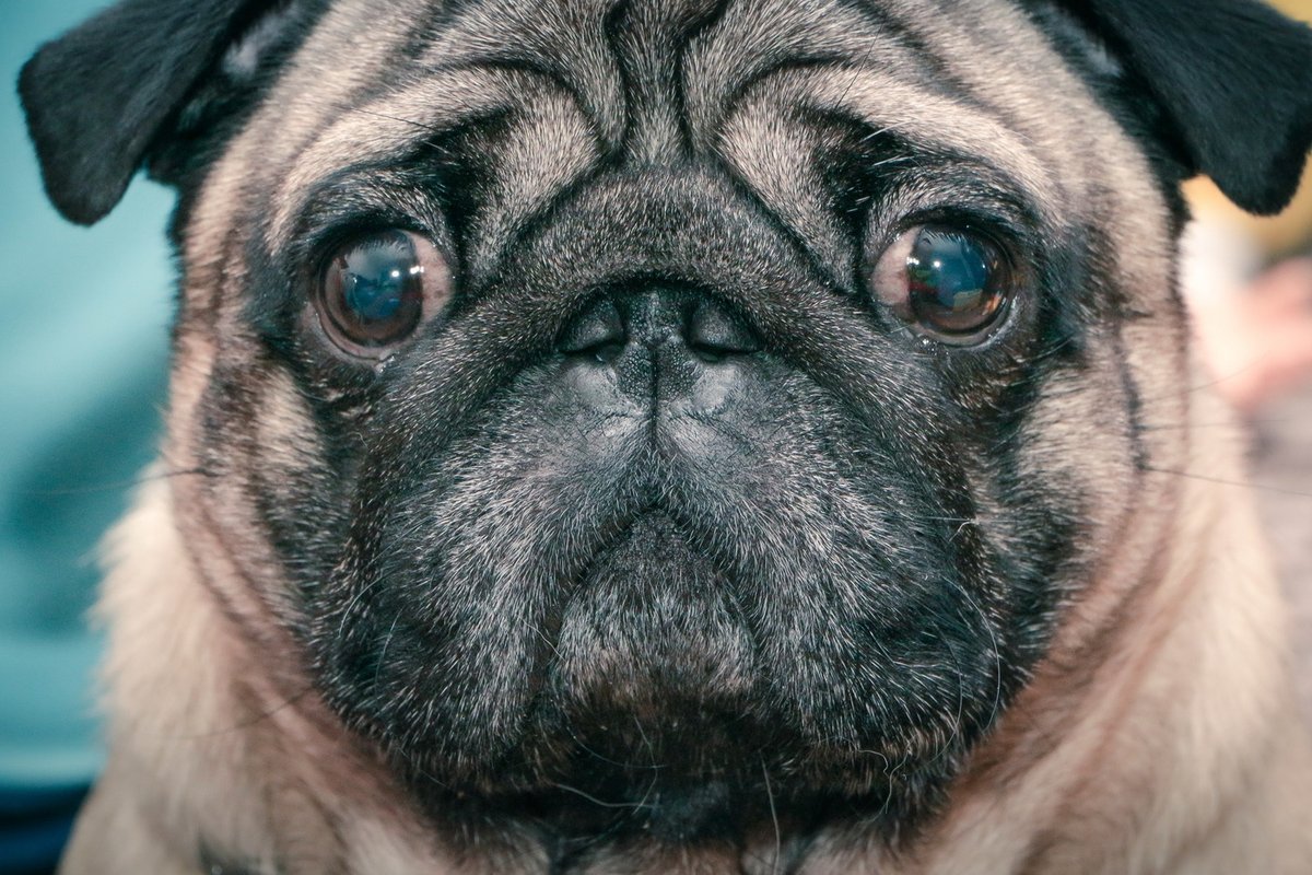 Мордашка МОПСА