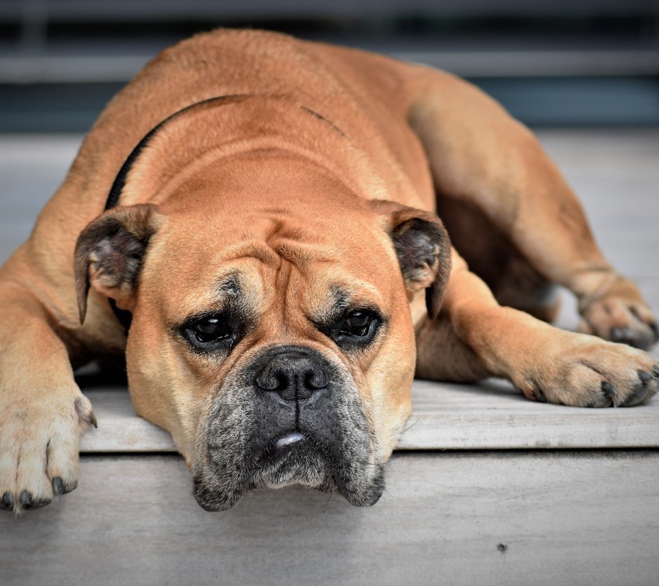 Пиквик бульдог