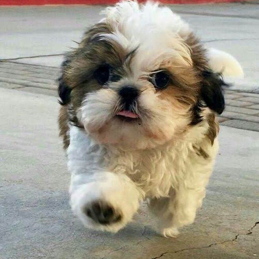 Собака с приплюснутой мордой маленькая