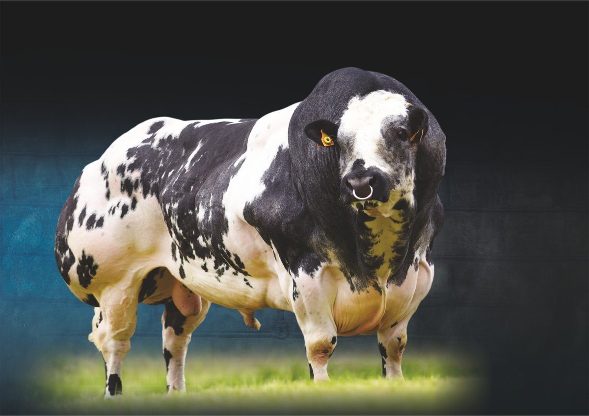 Теленкой бельгийской коровы