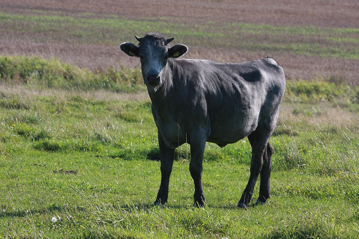 Латвийская голубая корова