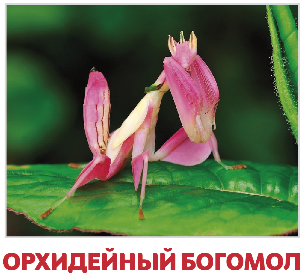 Малайзийский орхидейный богомол