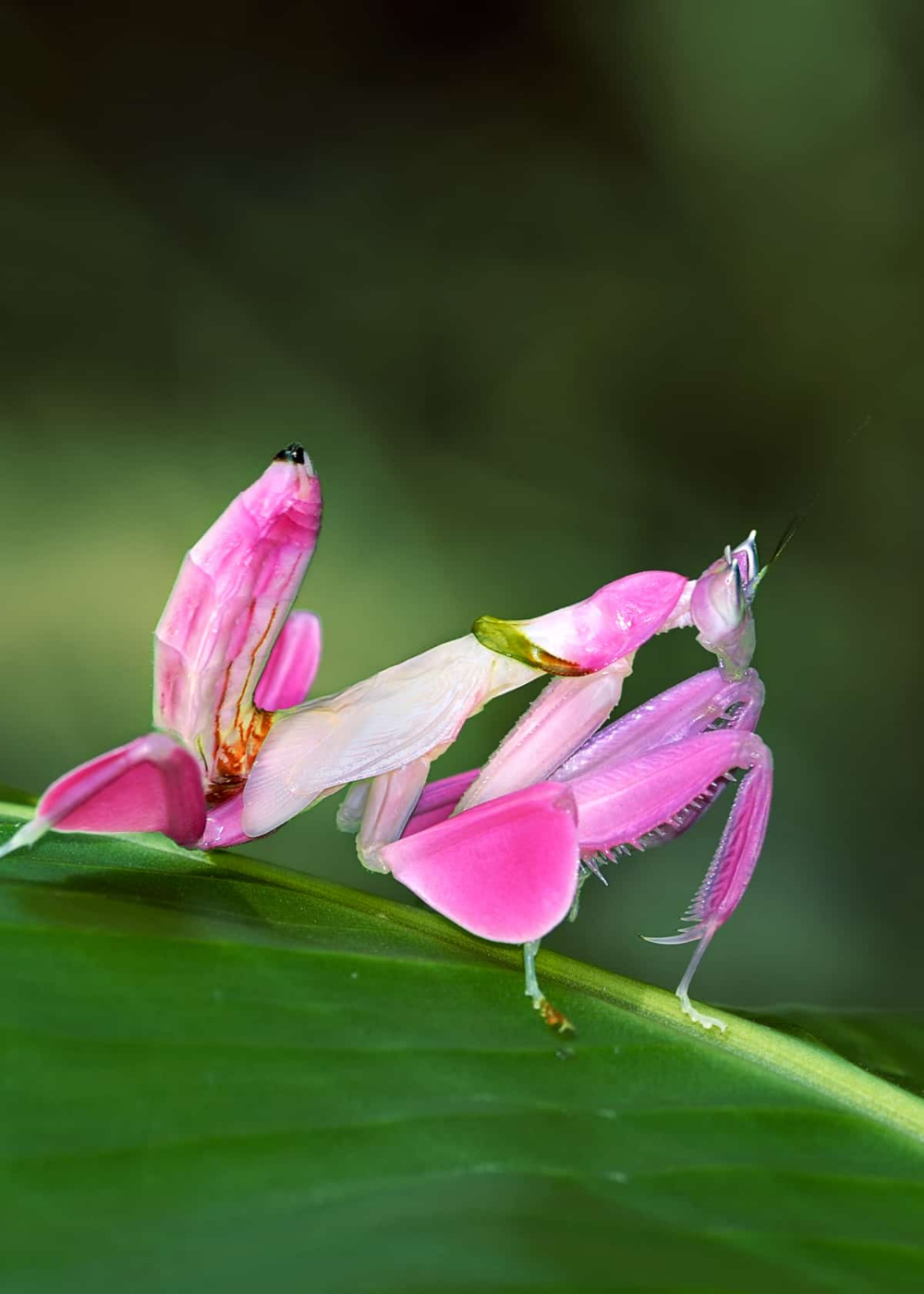 Цветок богомол. Орхидейный богомол. Розовый орхидейный богомол. Малайзийский орхидейный богомол. Богомол Hymenopus coronatus.