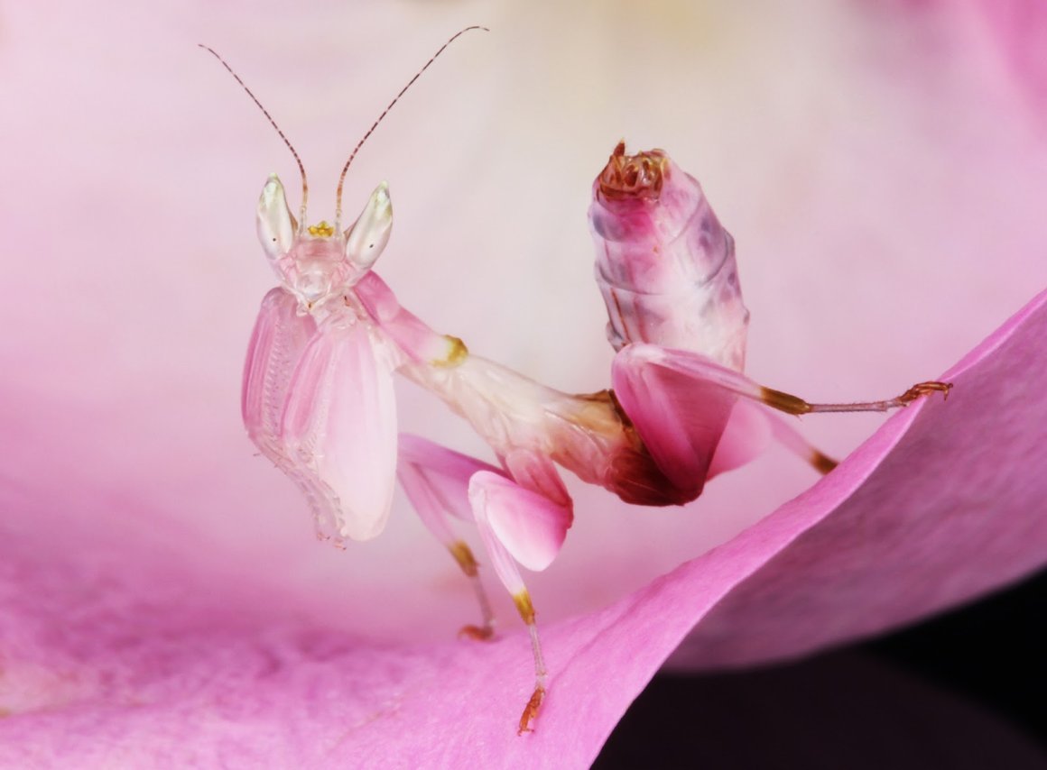 Розовый орхидейный богомол