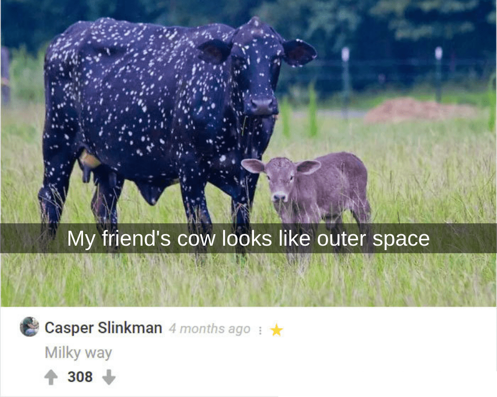 Бельгийская голубая корова