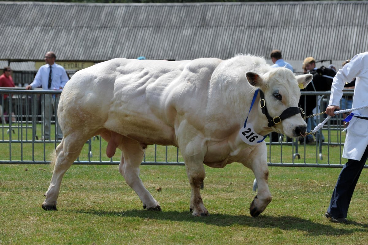 Бельгийская голубая порода Быков