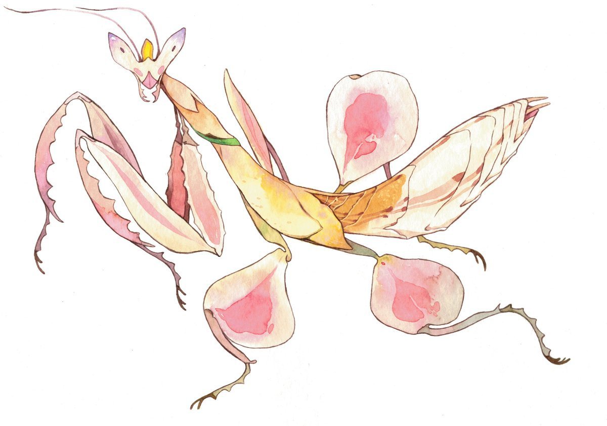 Богомол Pseudocreobotra wahlbergii