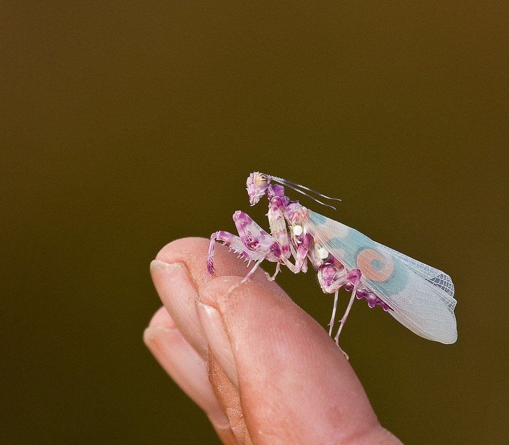 Богомол Hymenopus coronatus