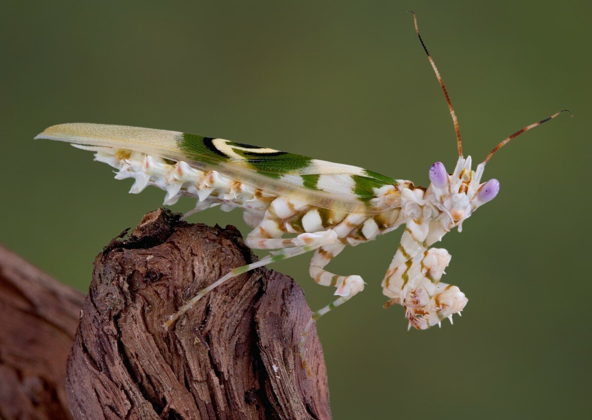 Богомол Hymenopus coronatus
