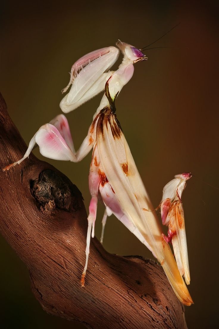 Богомол Hymenopus coronatus