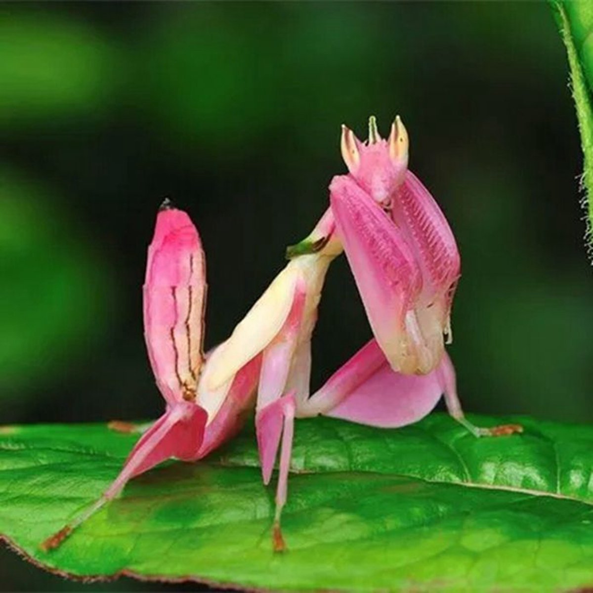 Pseudocreobotra wahlbergii