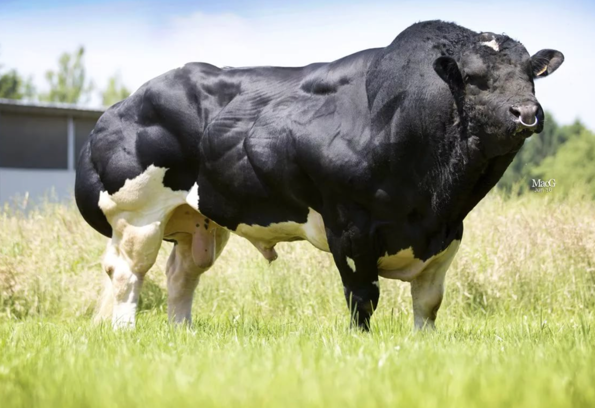 Огромный бык