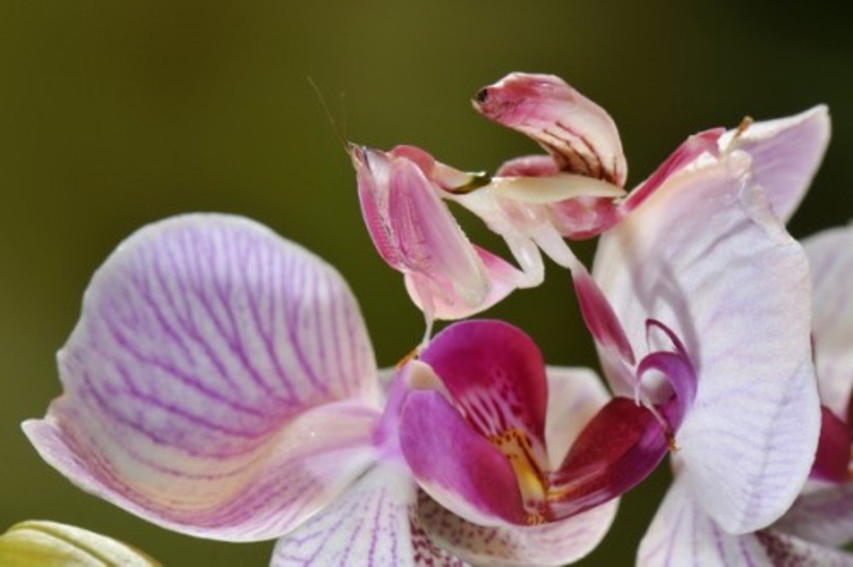 Богомол Hymenopus coronatus