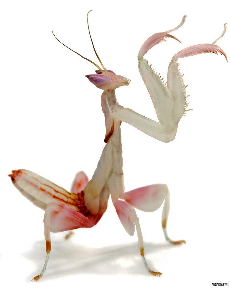 Богомол насекомое на орхидеи фаленопсис