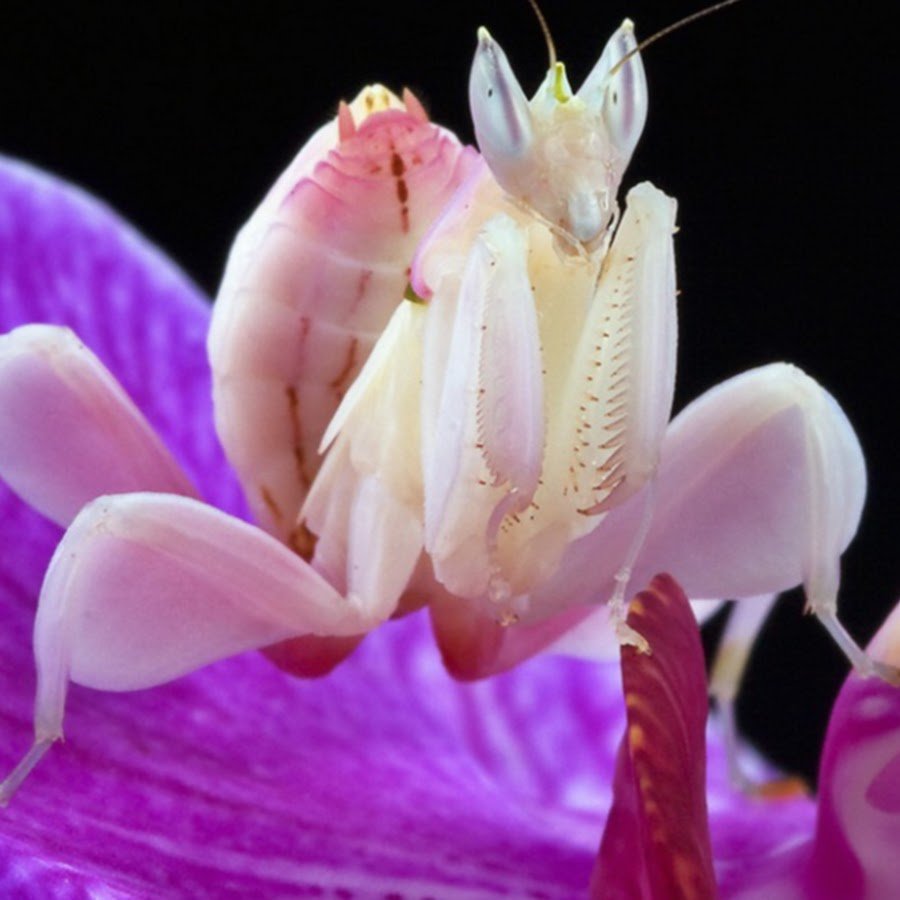 Бархатный богомол