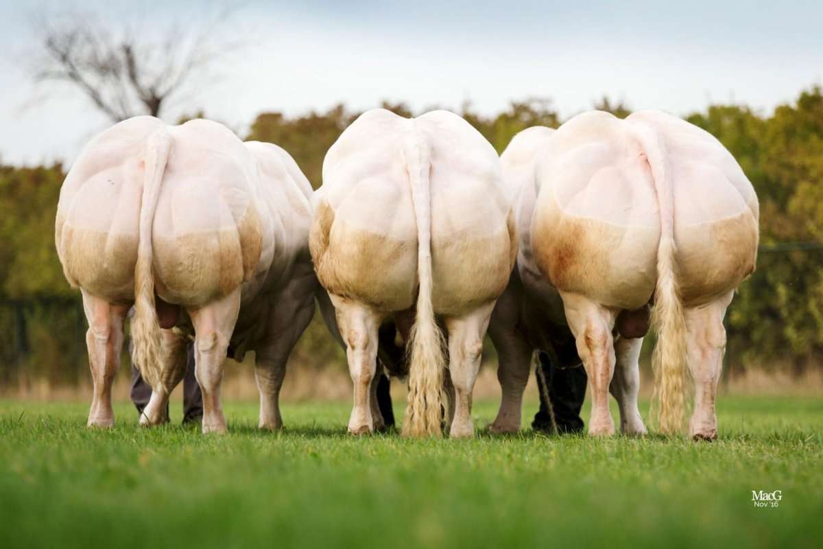 Бельгийская бело-голубая порода КРС