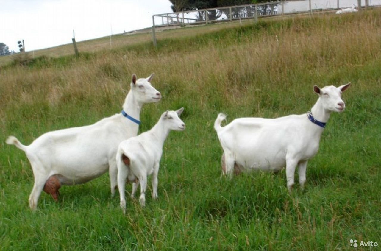 Каких коз молоко без запаха. Зааненская коза. Зааненская порода коз. Молочная коза порода зааненская. Зааненская коза дойная.