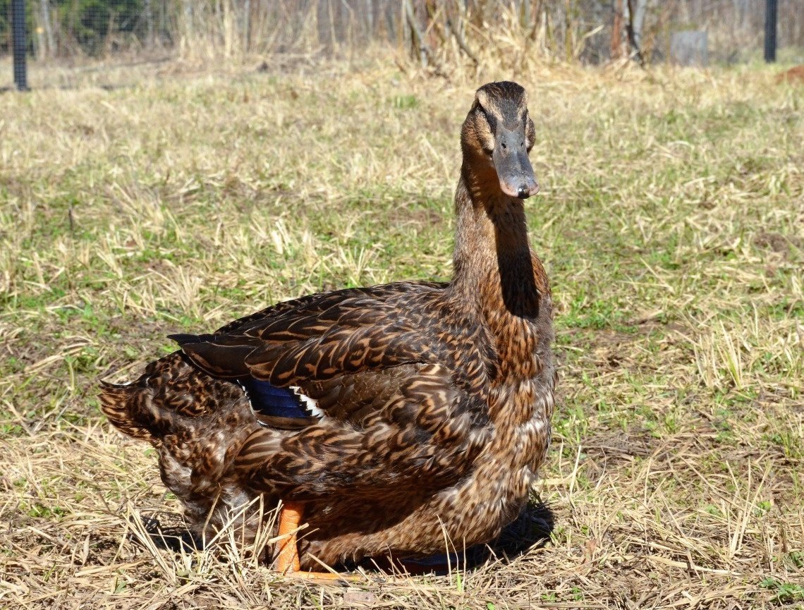 Голубая Руанская утка