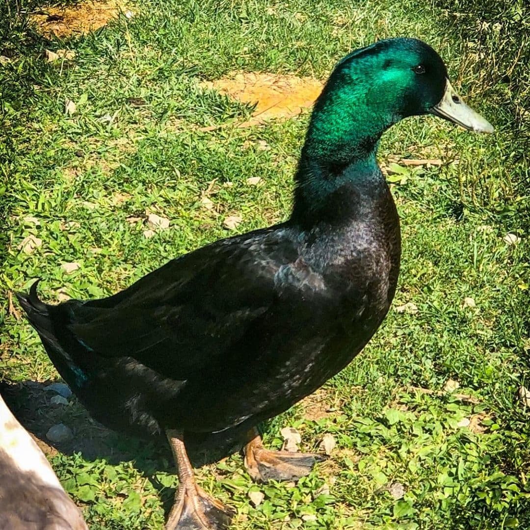 Порода уток черри Велли