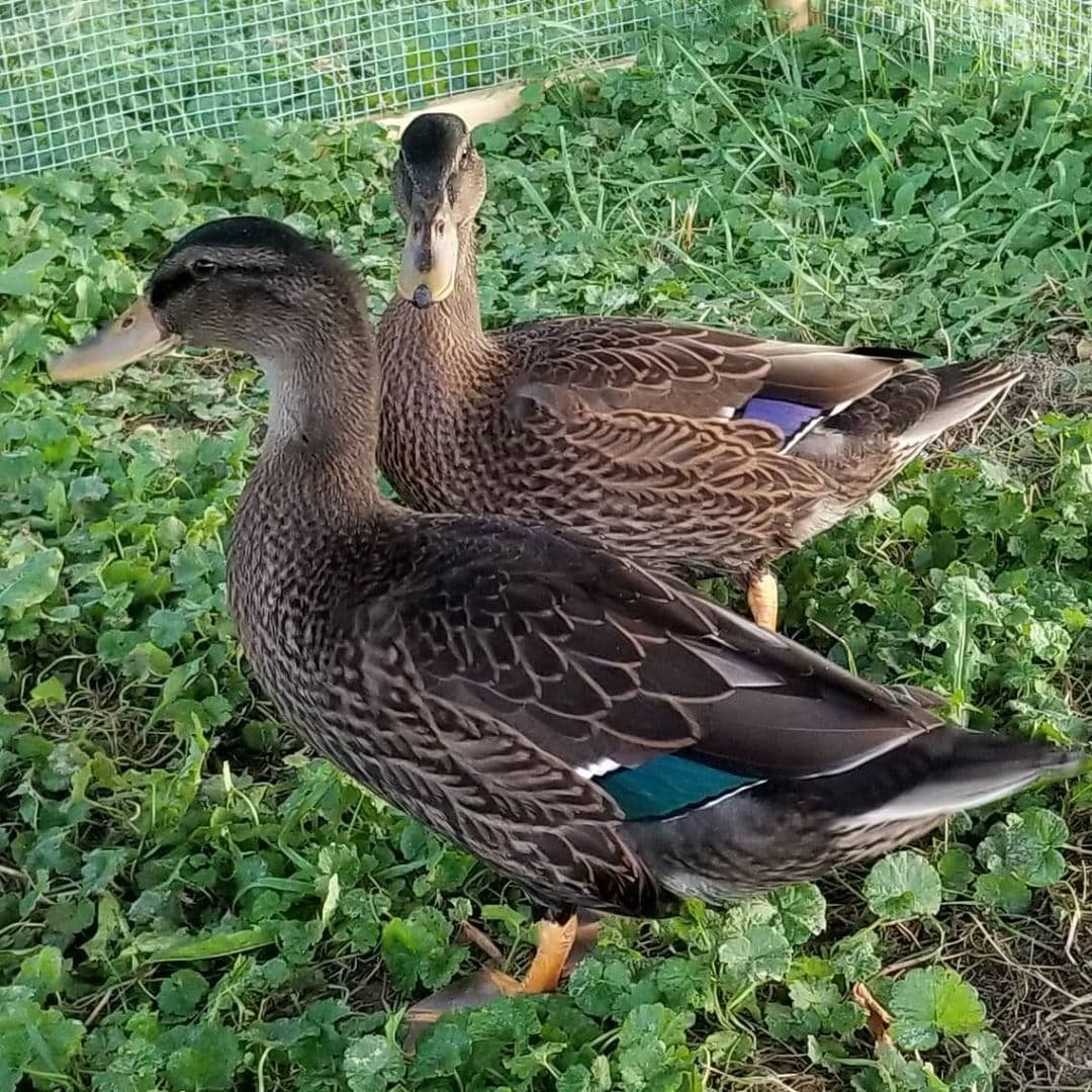 Кросс Благоварский утки