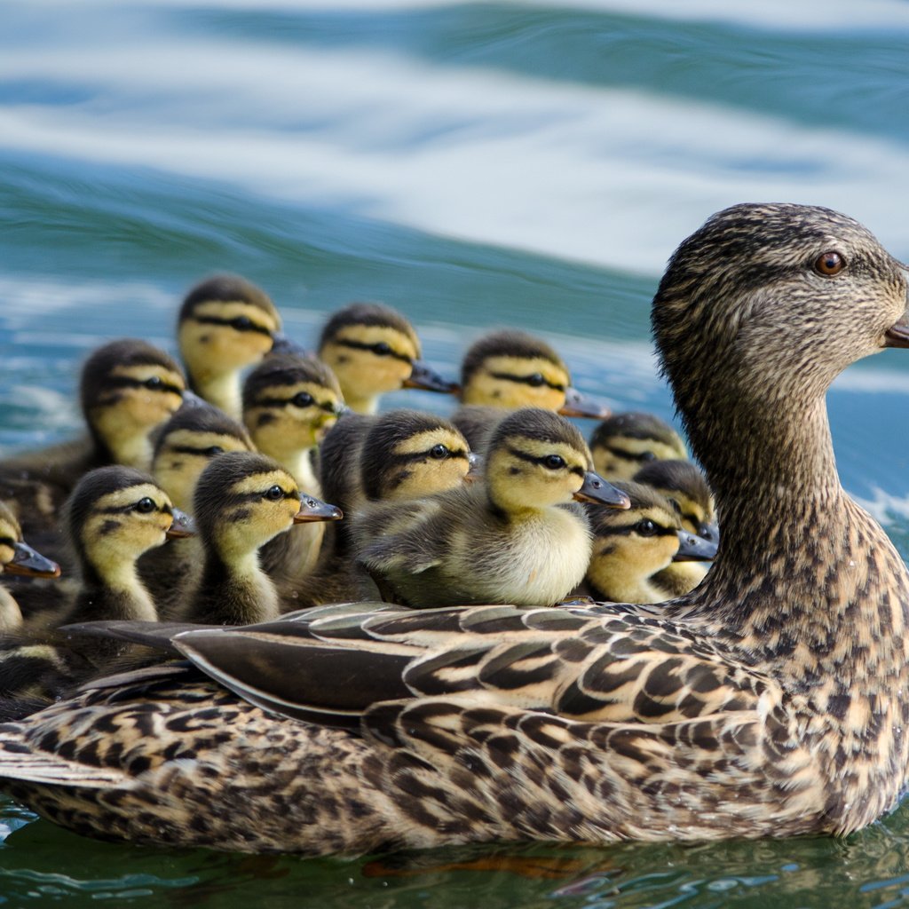 Руанские уточки описание