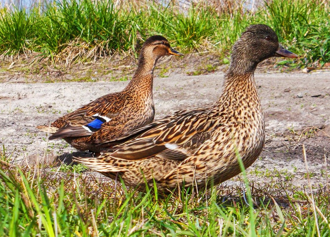 Очковая Гага