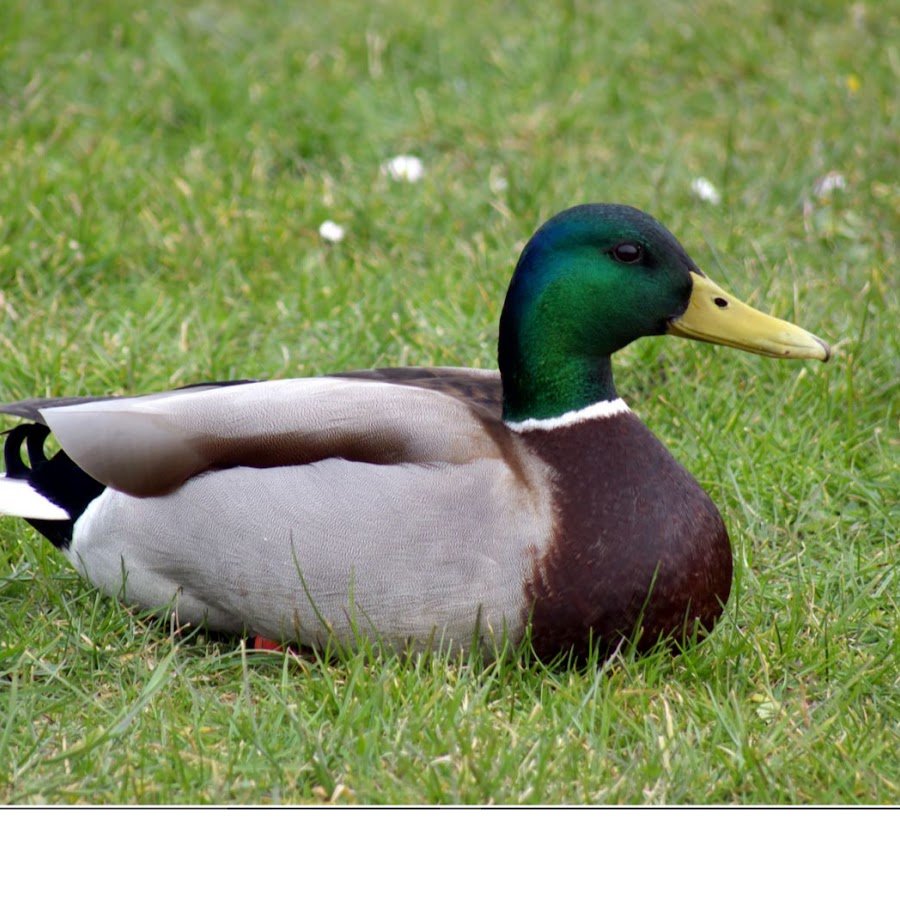 Кряква утка скрещенная