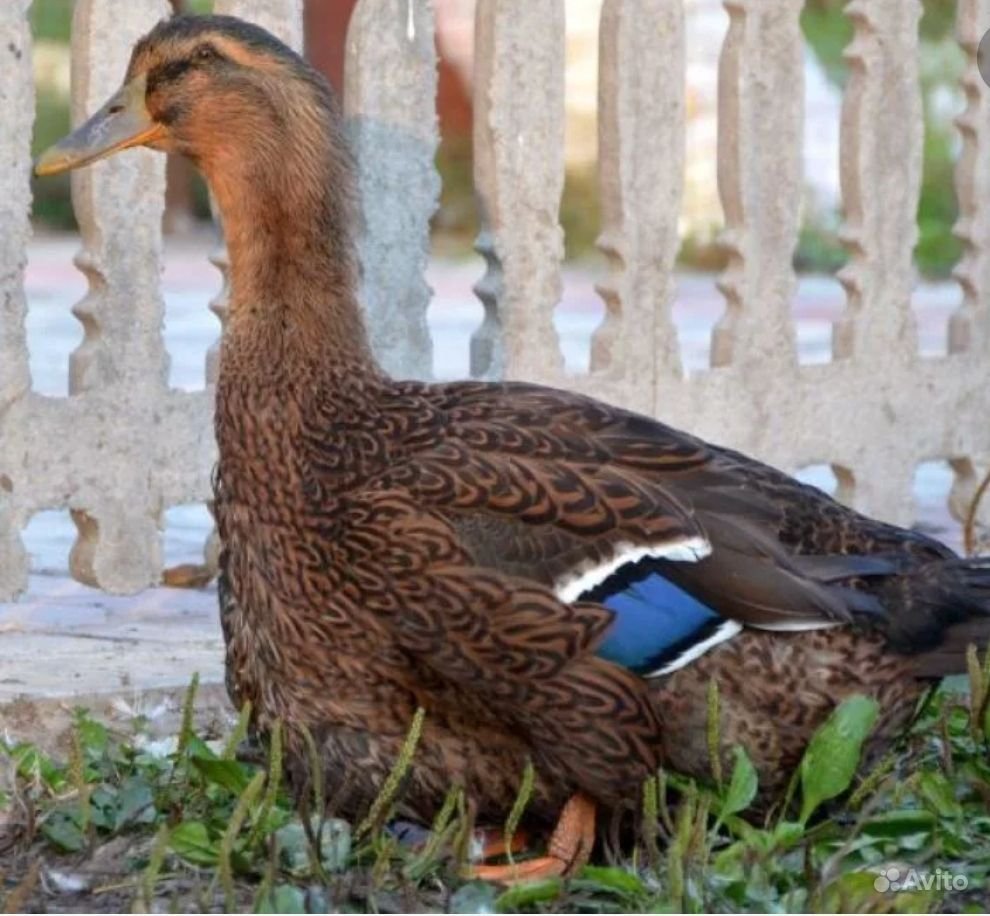 Руанская порода уток