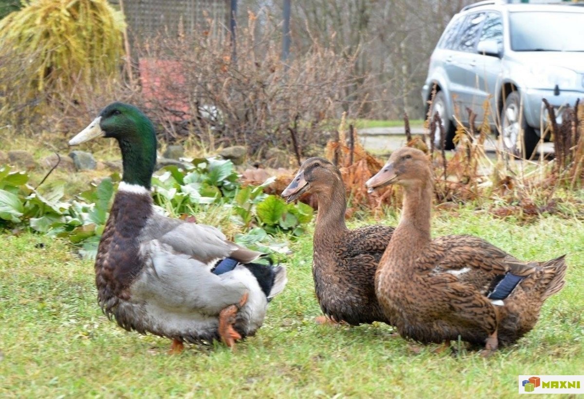 Руанская утка селезень