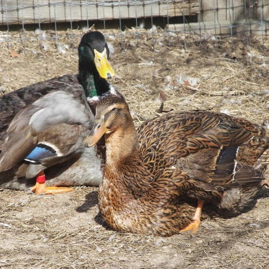 Руанская утка