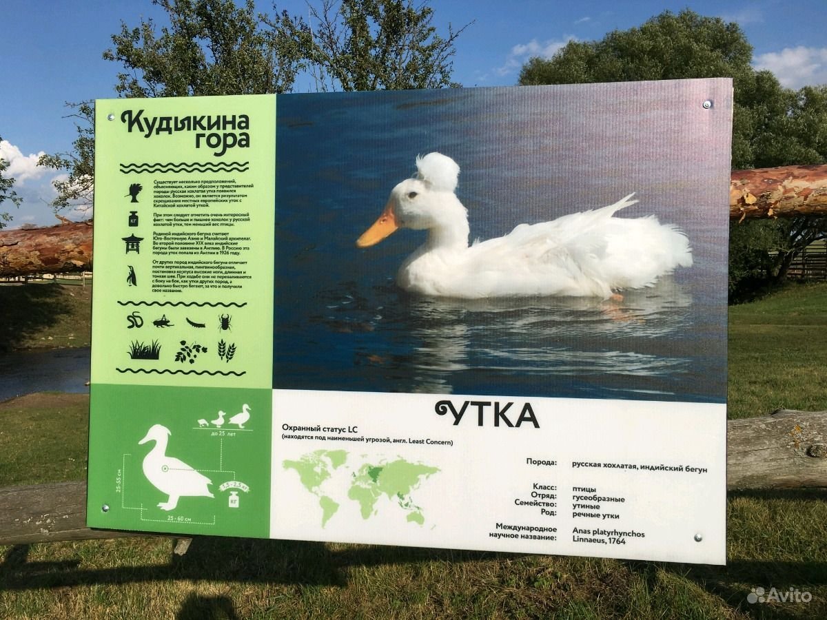 Породы мускусных уток