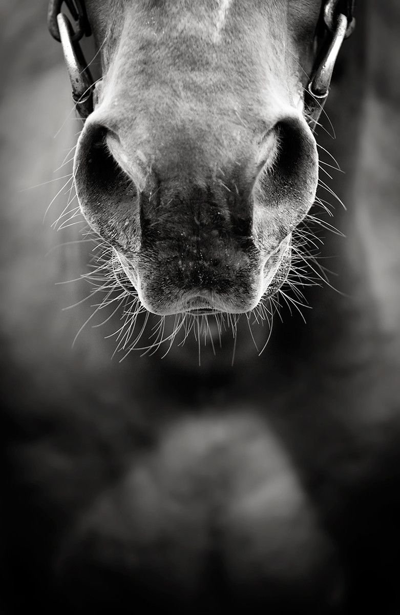 Гладит лошадь