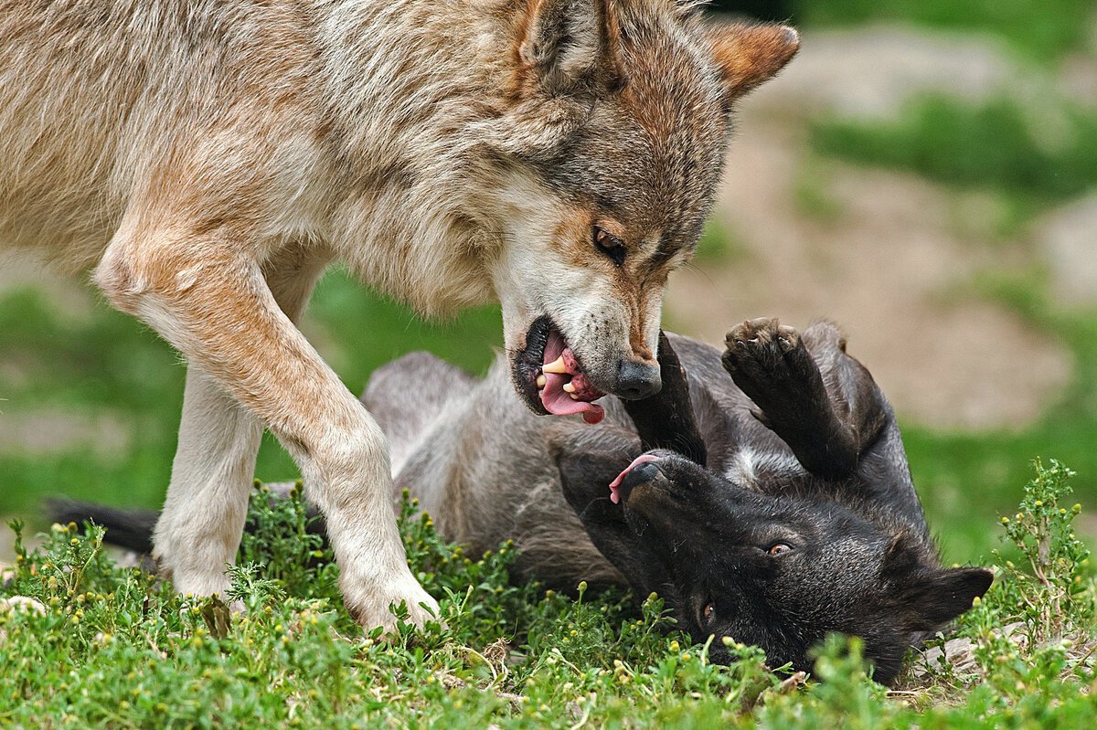 Злой гепард оскал
