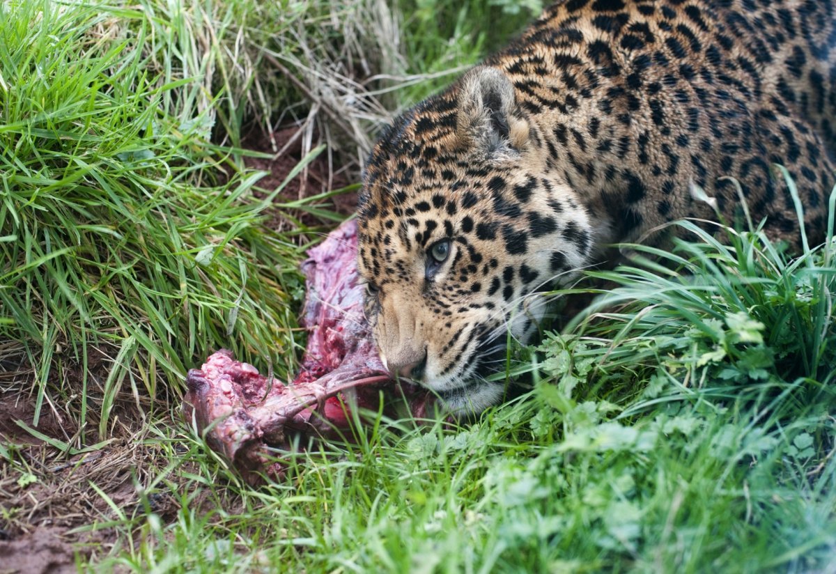 Гепард и антилопа