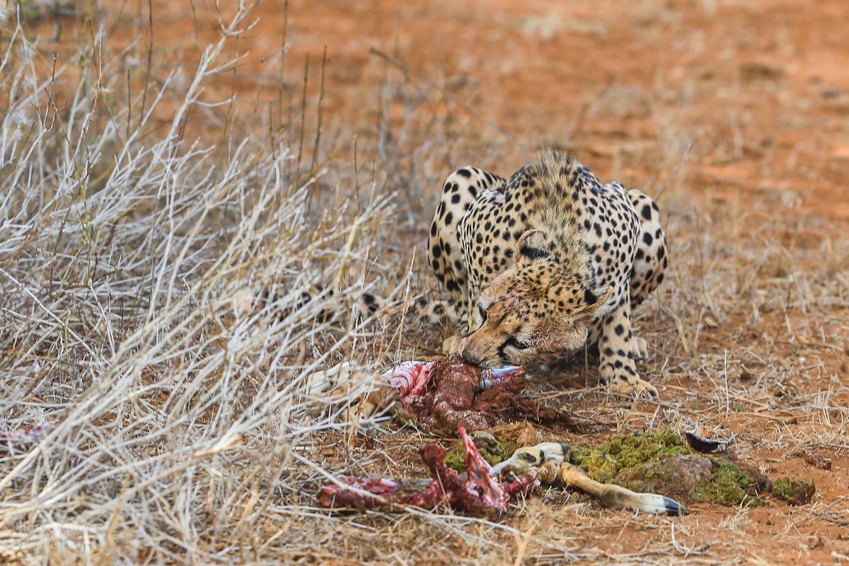 Импала и гепарды