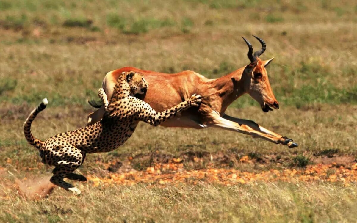 Ягуар против каймана