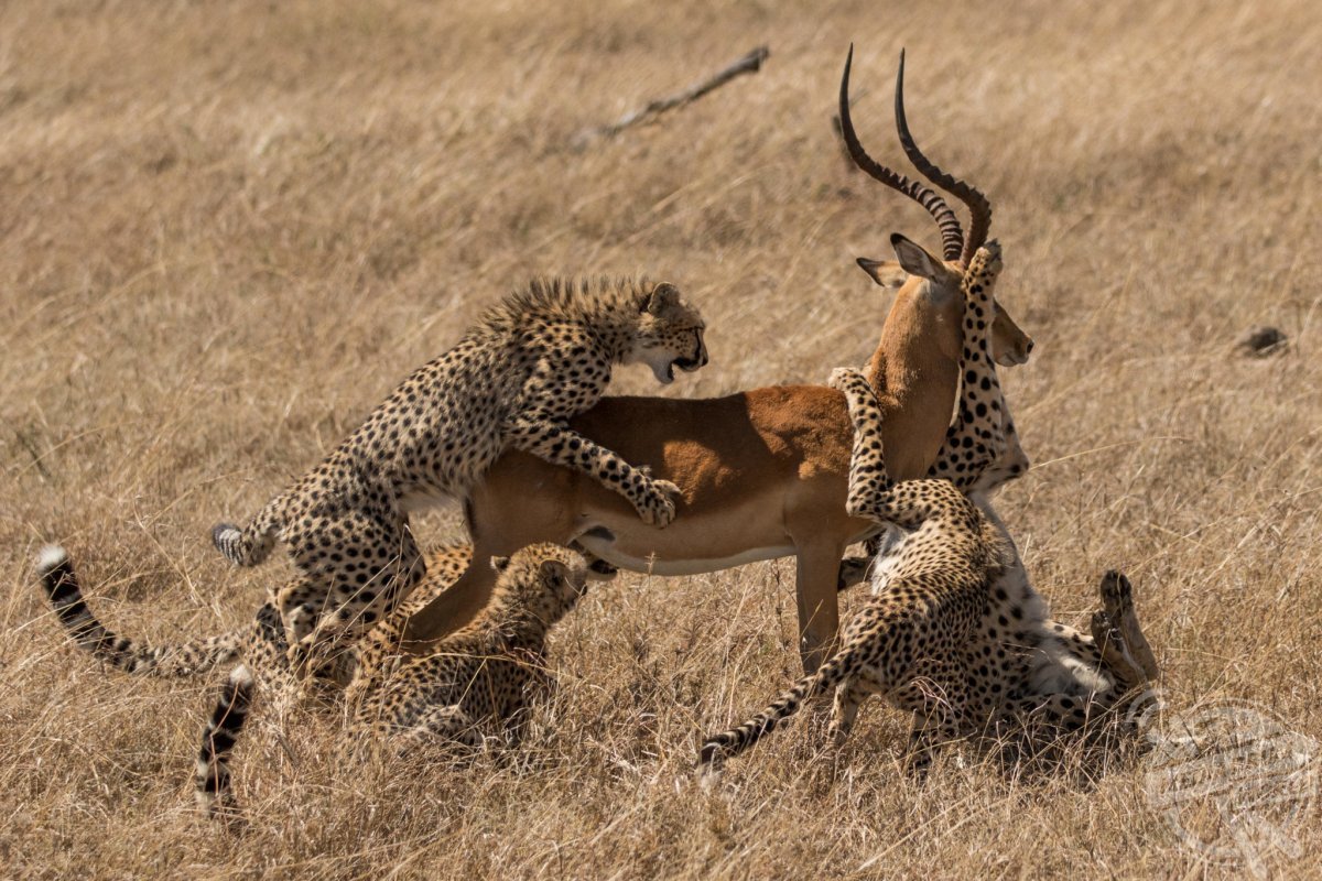 Переднеазиатский леопард охотится