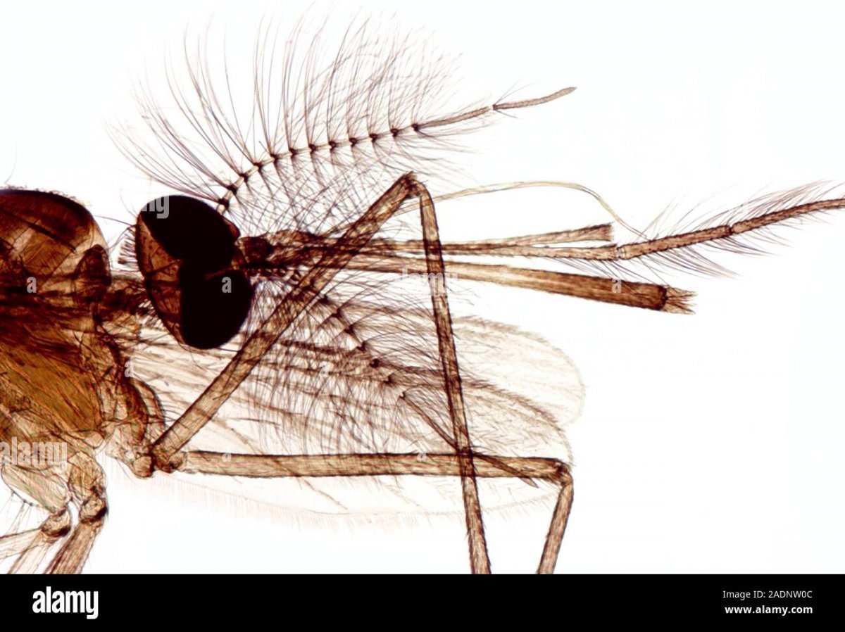 Малярийный комар под микроскопом