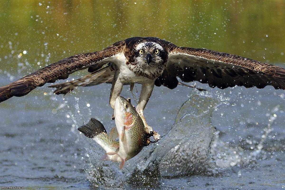 Леопард охотится на антилопу