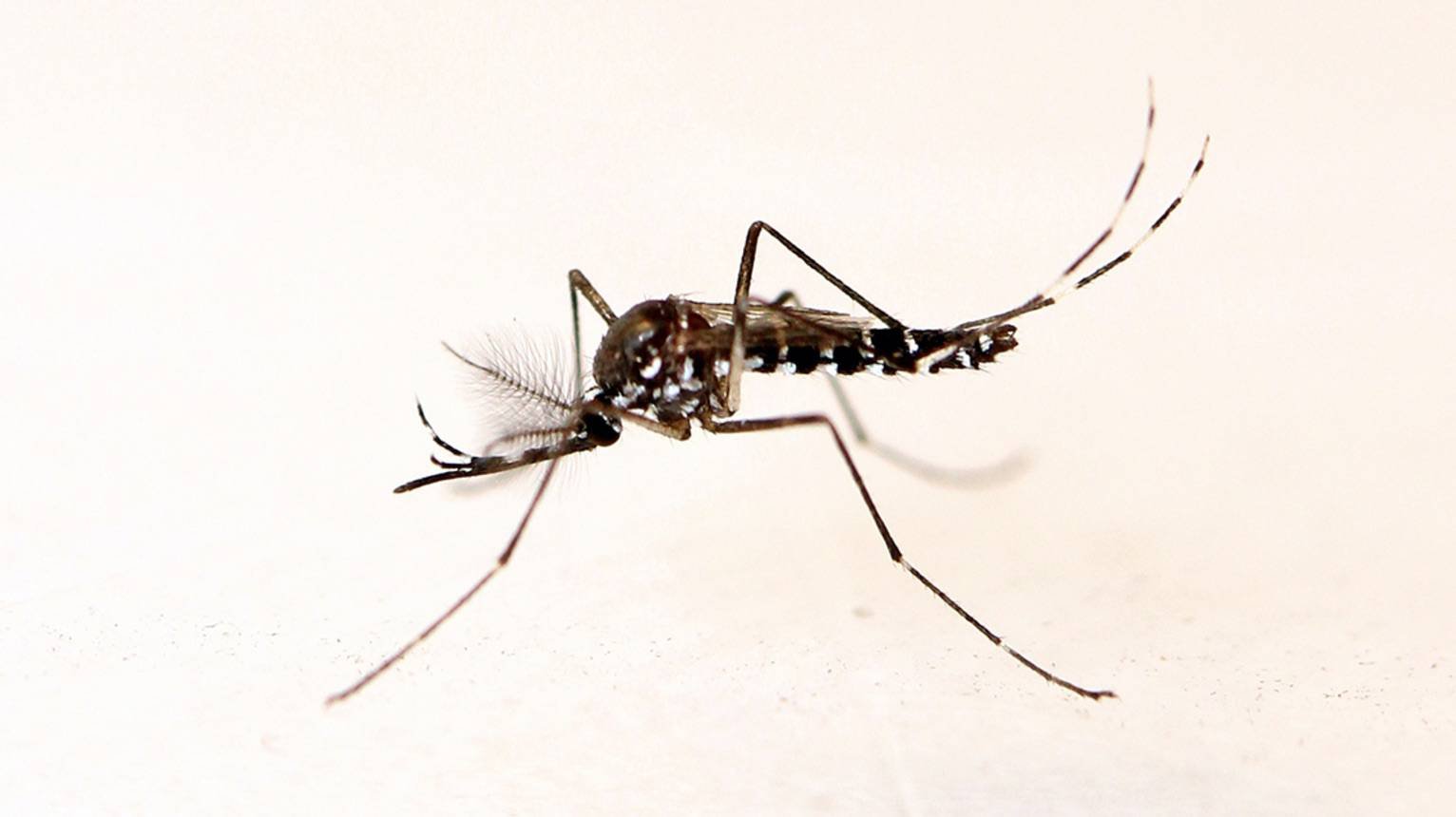 Комар самец. Малярийный комар самец. Комар самец и самка. Самец комара обыкновенного. Малярийный комар самка и самец.